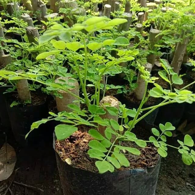 Detail Manfaat Daun Kelor Untuk Rahim Nomer 19