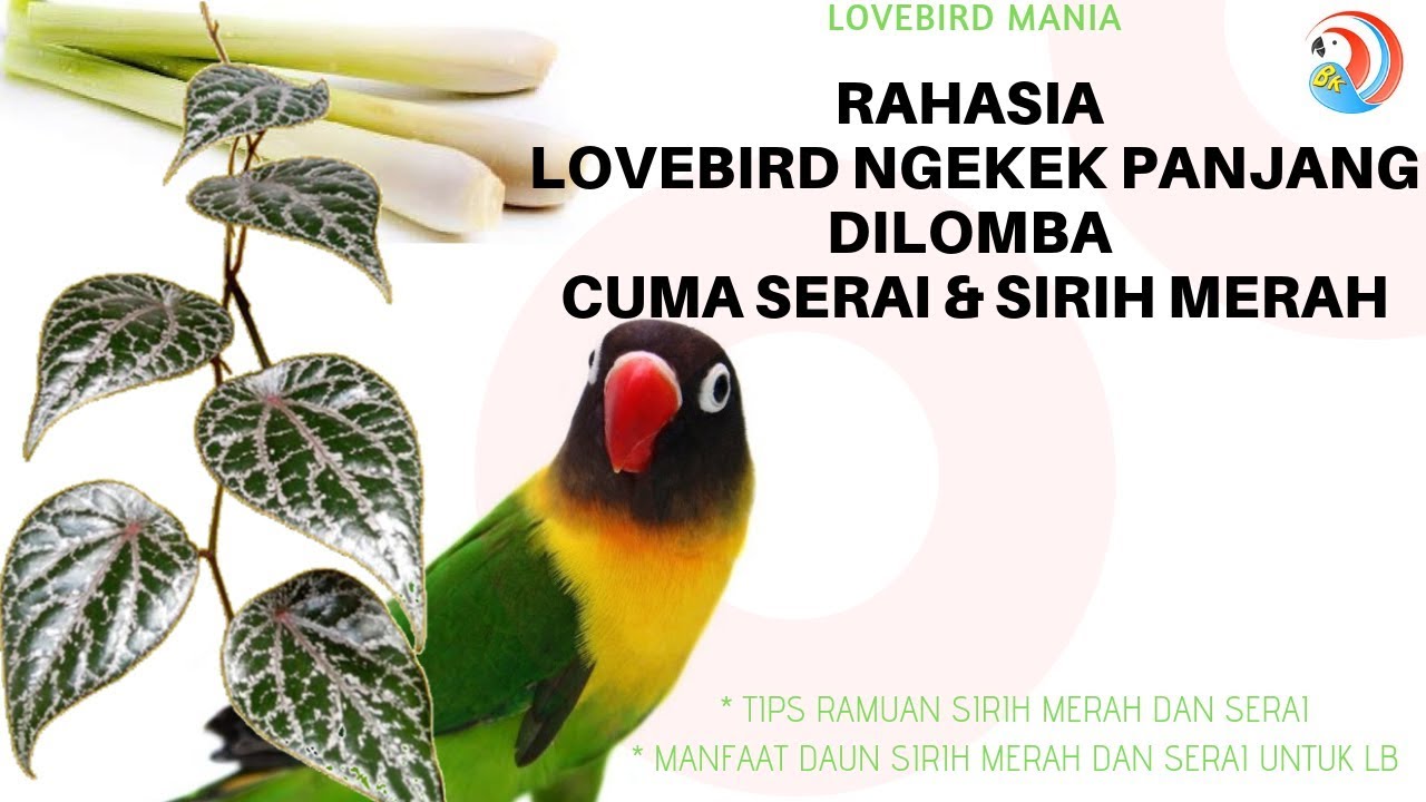 Detail Manfaat Daun Sirih Untuk Lovebird Nomer 6