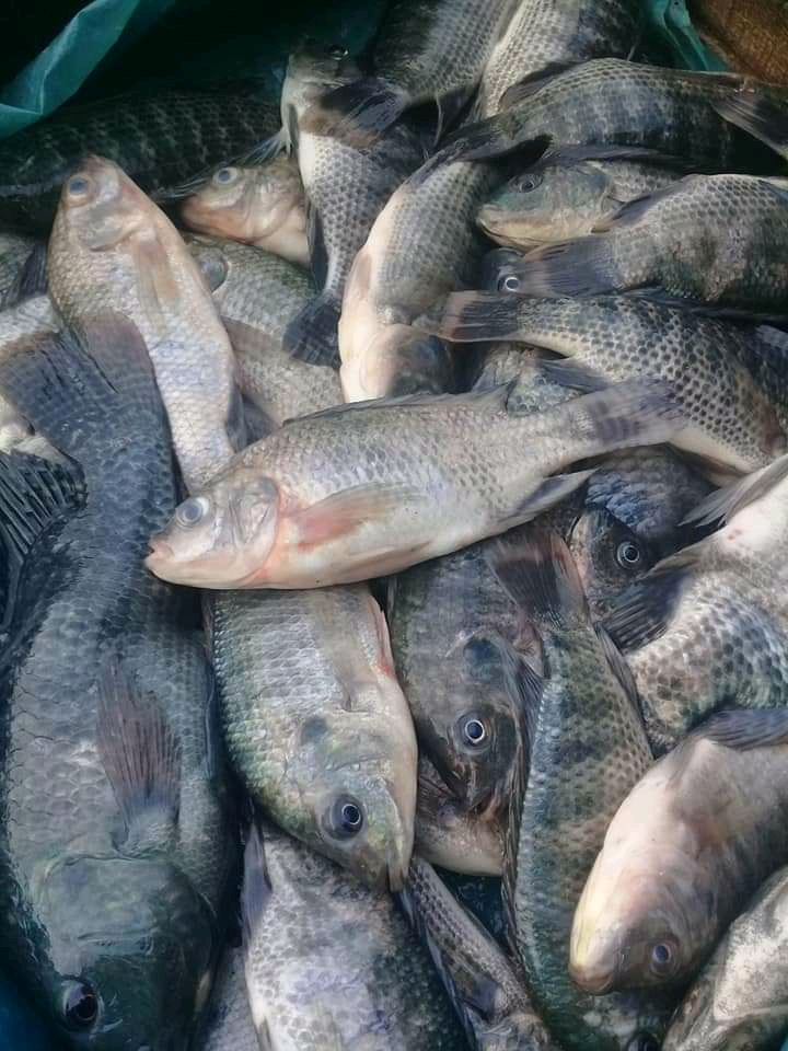 Detail Memancing Dalam Bahasa Inggris Nomer 29