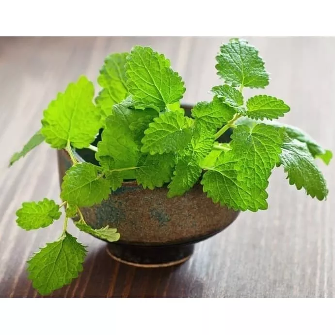 Detail Mencari Daun Mint Nomer 20