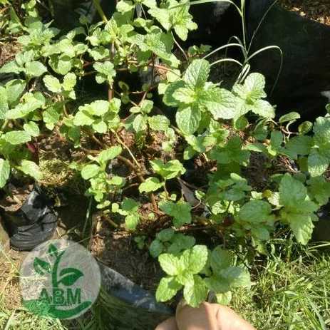 Detail Mencari Daun Mint Nomer 22