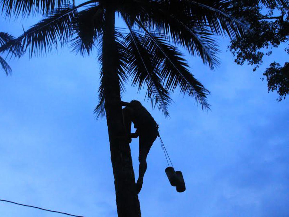 Detail Mencari Gambar Siluet Tanaman Mencari Gambar Siluet Tentang Tanaman Bambu Nomer 42