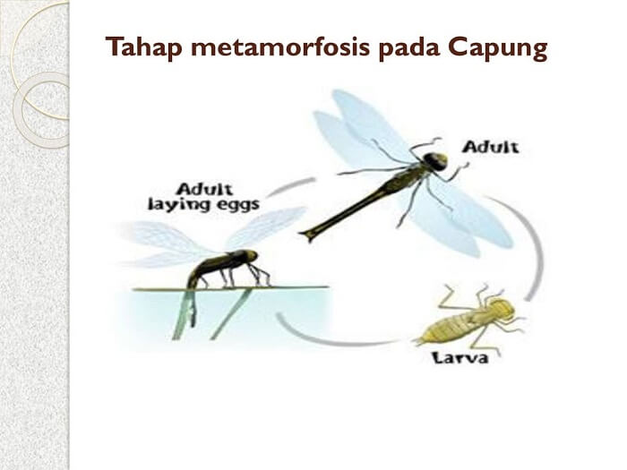 Detail Metamorfosis Capung Adalah Nomer 18