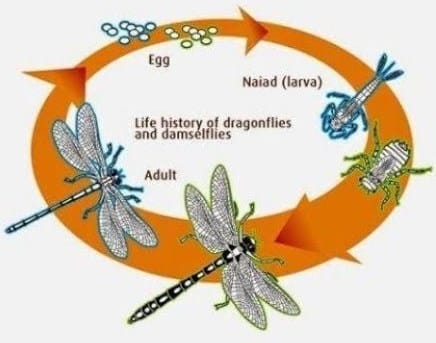 Detail Metamorfosis Capung Adalah Nomer 5