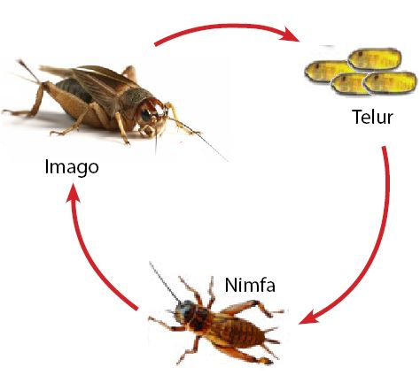 Detail Metamorfosis Capung Adalah Nomer 41