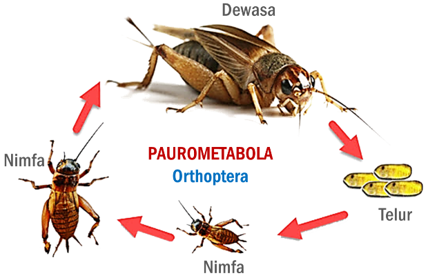 Detail Metamorfosis Kutu Buku Nomer 14