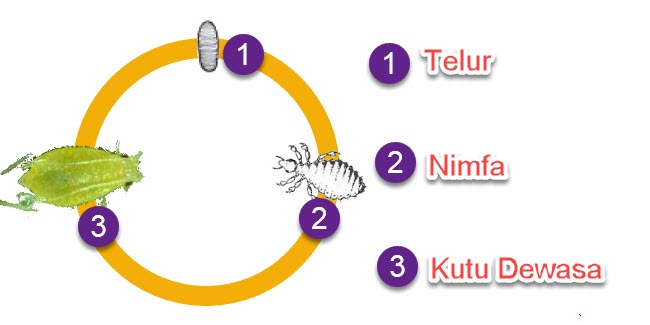 Detail Metamorfosis Kutu Buku Nomer 20