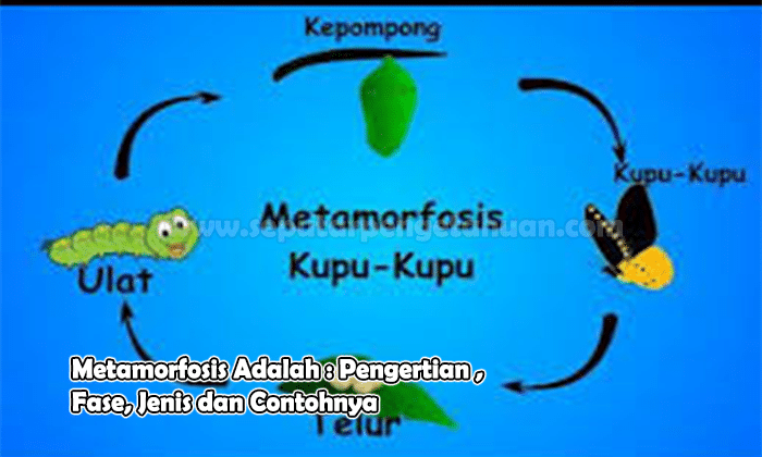 Detail Metamorfosis Kutu Buku Nomer 40