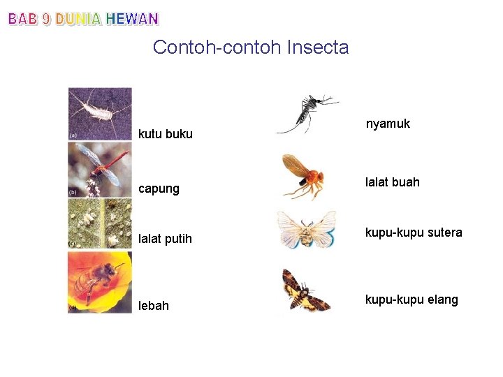 Detail Metamorfosis Kutu Buku Nomer 45