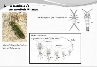 Detail Metamorfosis Kutu Buku Nomer 6