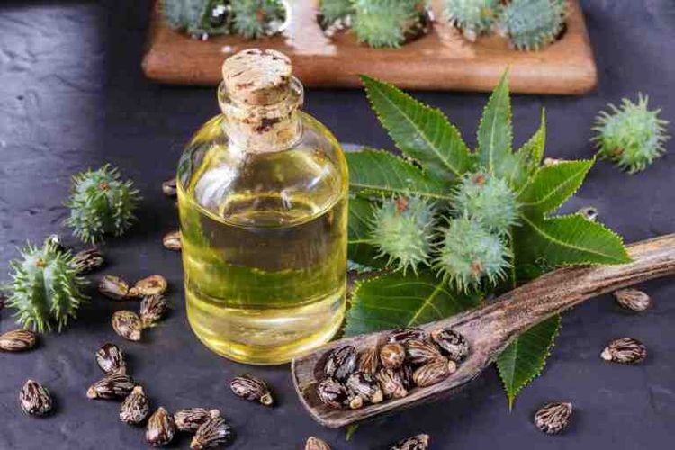 Detail Minyak Jarak Untuk Rambut Nomer 19