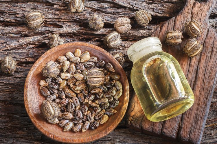 Detail Minyak Jarak Untuk Rambut Nomer 29