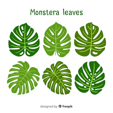 Detail Monstera Leaf Template Nomer 48