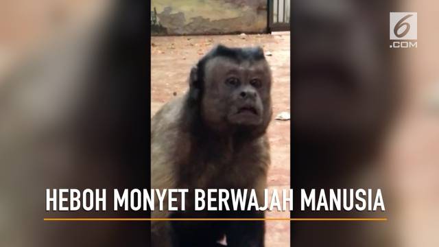 Detail Monyet Berwajah Manusia Nomer 5