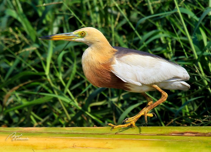 Nama Latin Burung Beserta Gambar Tumbuhan - KibrisPDR