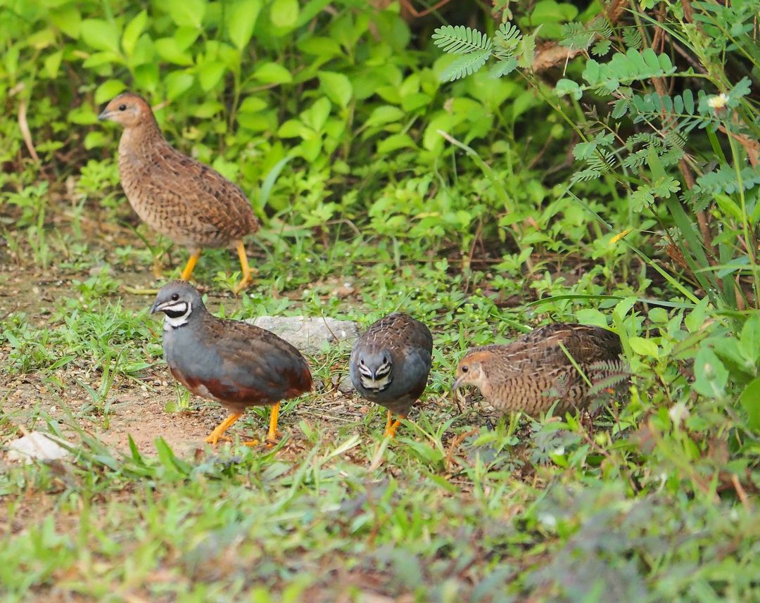 Detail Nama Latin Burung Beserta Gambar Tumbuhan Nomer 23