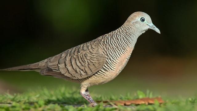 Detail Nama Latin Burung Beserta Gambar Tumbuhan Nomer 25