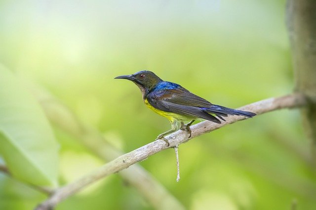 Detail Nama Latin Burung Beserta Gambar Tumbuhan Nomer 26