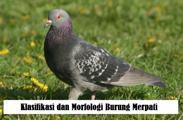 Detail Nama Latin Burung Beserta Gambar Tumbuhan Nomer 34