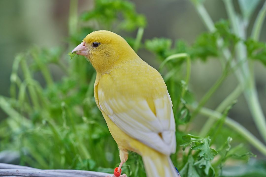 Detail Nama Latin Burung Beserta Gambar Tumbuhan Nomer 38