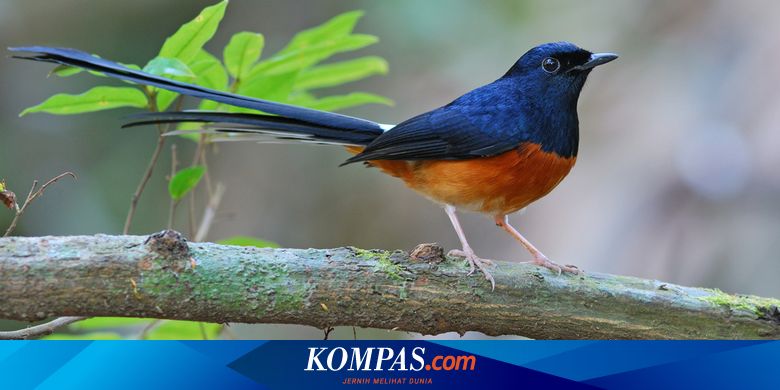 Detail Nama Latin Burung Beserta Gambar Tumbuhan Nomer 42