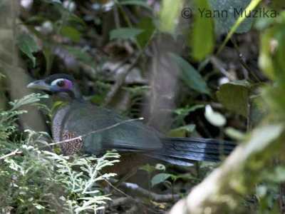 Detail Nama Latin Burung Beserta Gambar Tumbuhan Nomer 6