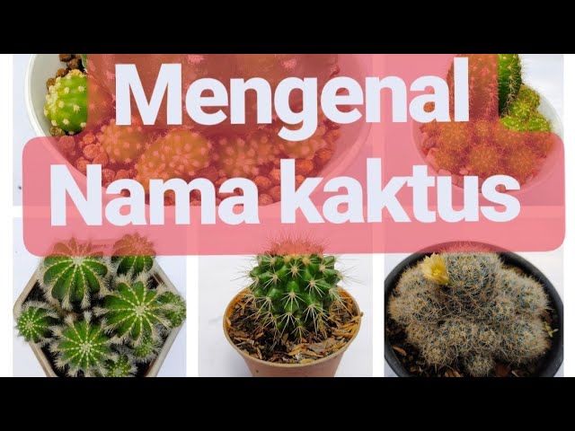 Detail Nama Nama Kaktus Beserta Gambar Nomer 15