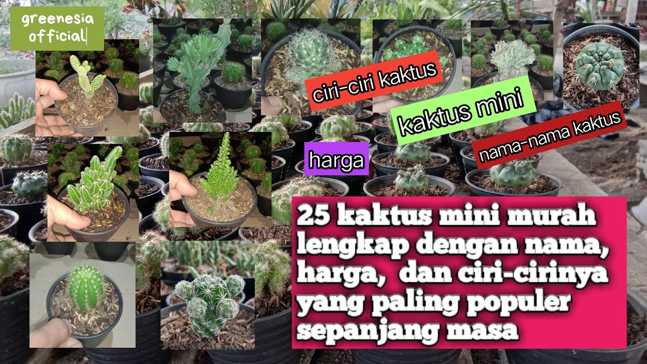 Detail Nama Nama Kaktus Beserta Gambar Nomer 38