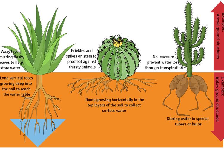 Detail Nama Nama Kaktus Beserta Gambar Nomer 49