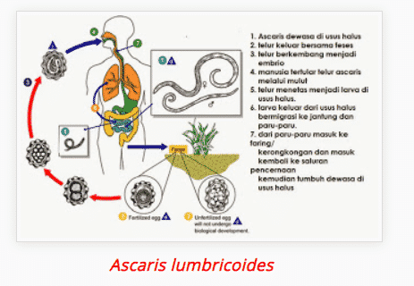 Detail Name Thelmintes Ciri Fungsi Manfaat Struktur Dan Gambar Nomer 11