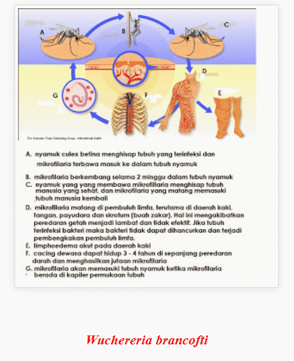 Detail Name Thelmintes Ciri Fungsi Manfaat Struktur Dan Gambar Nomer 13