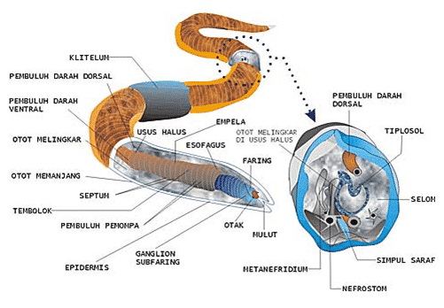 Detail Name Thelmintes Ciri Fungsi Manfaat Struktur Dan Gambar Nomer 17