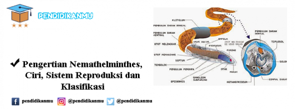 Detail Name Thelmintes Ciri Fungsi Manfaat Struktur Dan Gambar Nomer 18