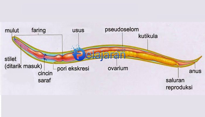 Detail Name Thelmintes Ciri Fungsi Manfaat Struktur Dan Gambar Nomer 5