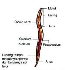 Detail Name Thelmintes Ciri Fungsi Manfaat Struktur Dan Gambar Nomer 8