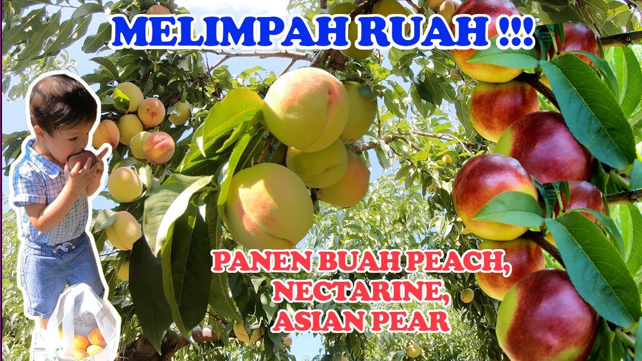 Detail Nectarine Buah Apa Nomer 19