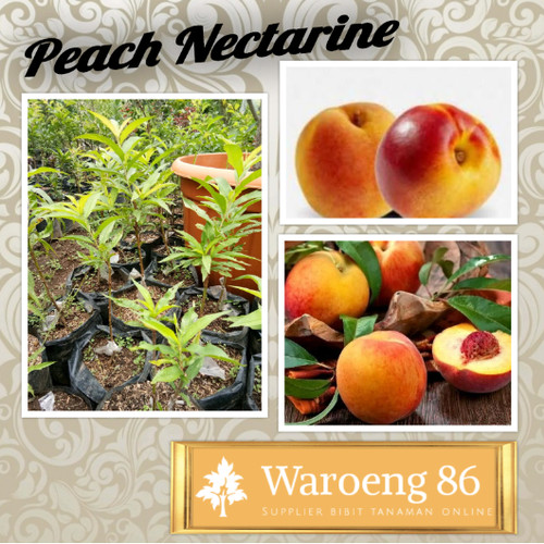 Detail Nectarine Buah Apa Nomer 32