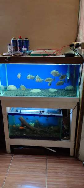 Detail Olx Aquarium Bandung Nomer 28