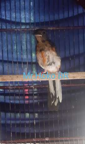 Detail Olx Burung Bandung Nomer 13