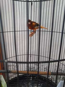 Detail Olx Burung Bandung Nomer 3