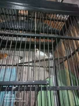 Detail Olx Burung Bandung Nomer 14