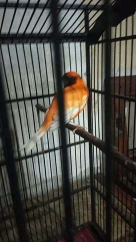 Detail Olx Burung Bandung Nomer 16