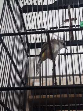 Detail Olx Burung Bandung Nomer 18