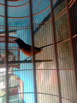 Detail Olx Burung Bandung Nomer 23