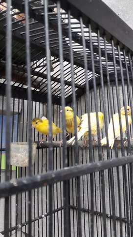 Detail Olx Burung Bandung Nomer 28