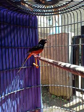 Detail Olx Burung Bandung Nomer 30