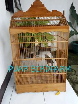 Detail Olx Burung Bandung Nomer 36