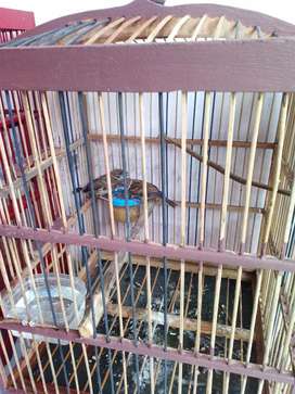 Detail Olx Burung Jawa Tengah Nomer 2