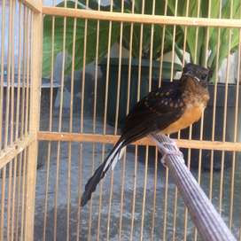 Detail Olx Burung Jawa Tengah Nomer 13