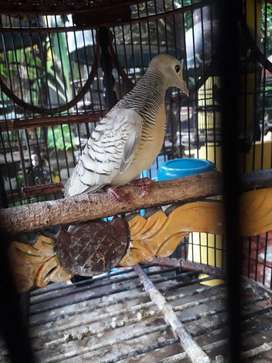 Detail Olx Burung Jawa Tengah Nomer 14